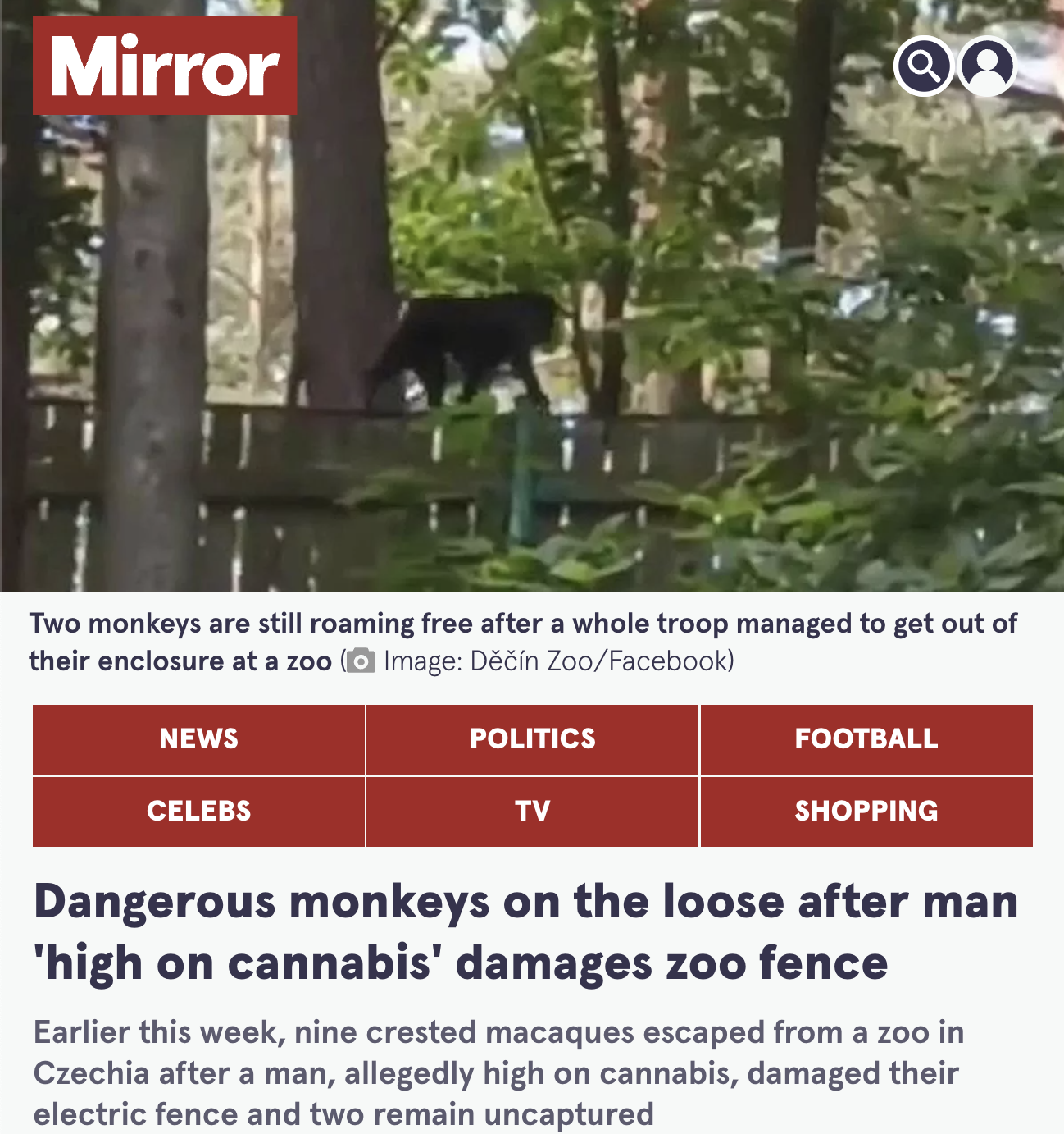 black cat - Mirror Two monkeys are still roaming free after a whole troop managed to get out of their enclosure at a zoo Image Dn ZooFacebook News Celebs Politics Tv Football Shopping Dangerous monkeys on the loose after man 'high on cannabis' damages zoo